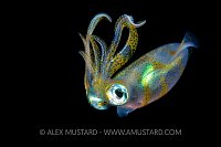 Bigfin Reef Squid. Philippines