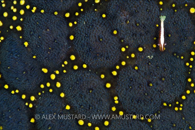 Sea Star Shrimp. Philippines