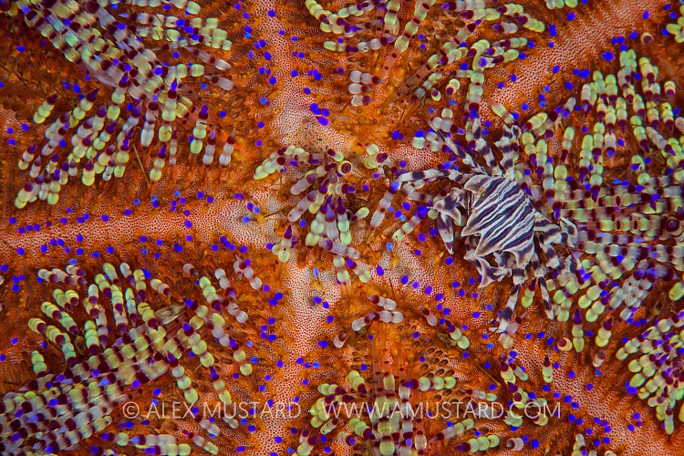 Zebra Crab In Urchin. Philippines.