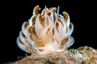 Soft Coral Mimicking Nudibranch. Philippines.