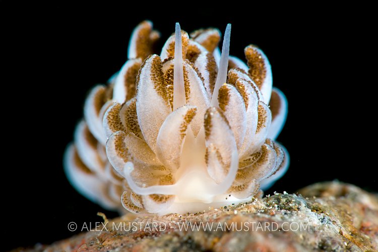 Soft Coral Mimicking Nudibranch. Philippines.