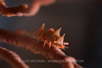 Dragon Shrimp. Philippines