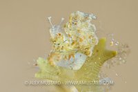 Algae Shrimp Backlit. Philippines.