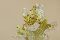 Algae Shrimp Backlit. Philippines.