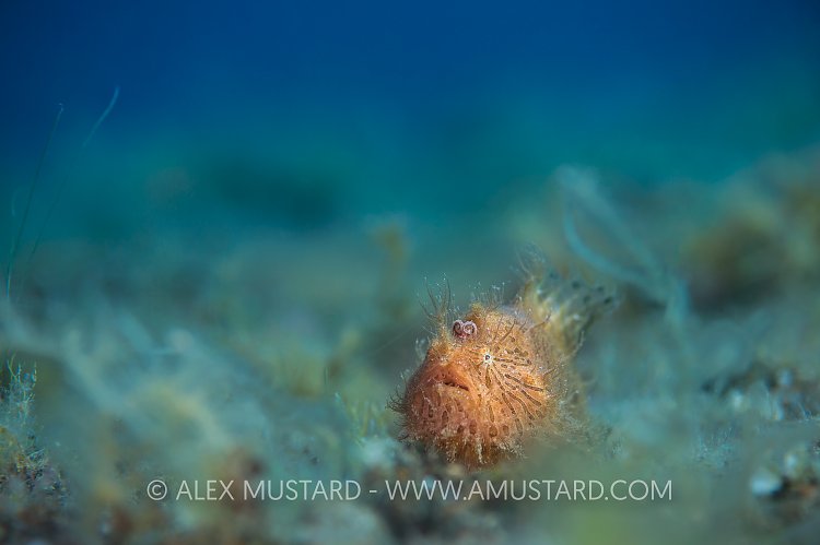 Hairy Frogfish. Philippines