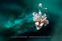 Dancing Harlequin Sweetlips. Philippines