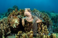 Green Turtle. Philippines