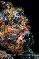 Giant Frogfish Portrait. Philippines