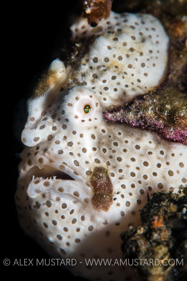 Painted Frogfish. Philippines