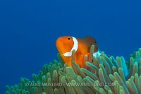 Clownfish. Philippines.