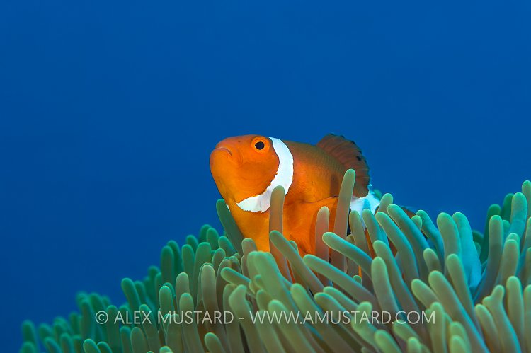 Clownfish. Philippines.