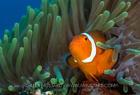 Clownfish. Philippines.