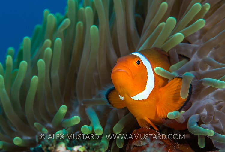Clownfish. Philippines.