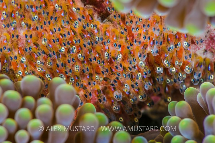 Anemonefish Eggs. Philippines