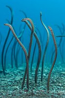 Garden Eels. Philippines