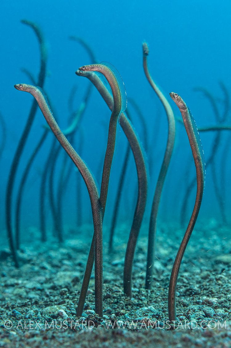 Garden Eels. Philippines