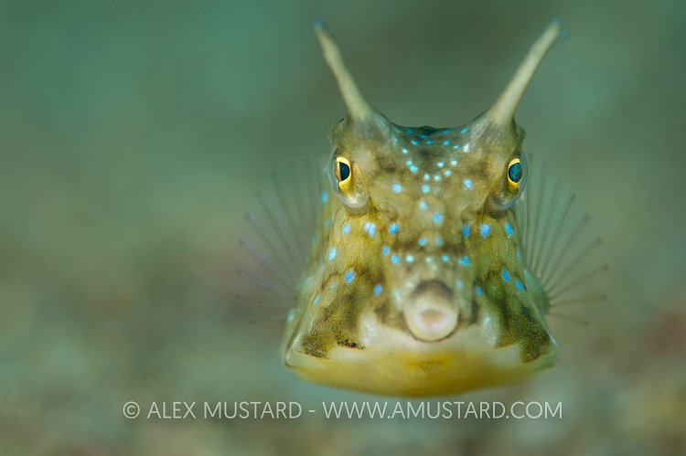 Cowfish Portrait. Philippines.