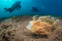 A dive guide and photographer approach a yawning hairy frogfish (striated frogfish: Antennarius striatus) disguised on the seabed. Dauin, Dumaguete, Negros, Philippines. Bohol Sea, Tropical West Pacific Ocean.