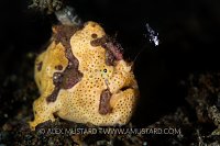 Painted Frogfish Fishing. Philippines