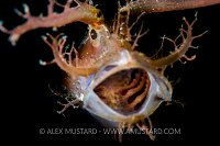 Ambon Yawn. Philippines