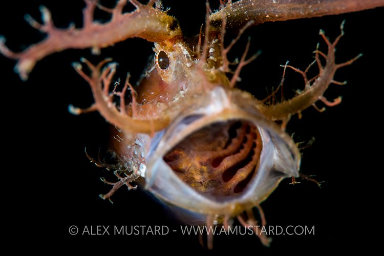 Ambon Yawn. Philippines
