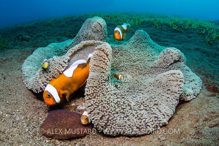 Anemonefish Family. Philippines