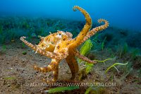 Blue Ring Wide Angle. Philippines.