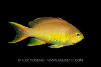 Female Threadfin Anthias. Philippines