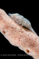 Criptic Sponge Shrimp. Philippines.