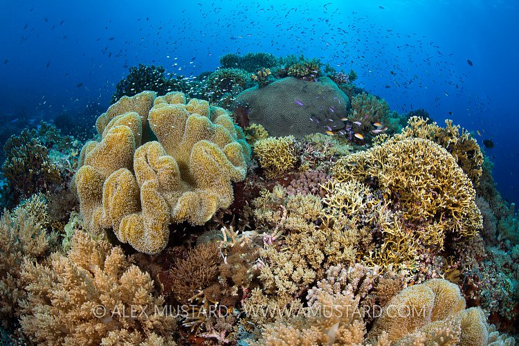 Busy Coral Head. Philippines