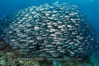 Schooling Jacks. Philippines