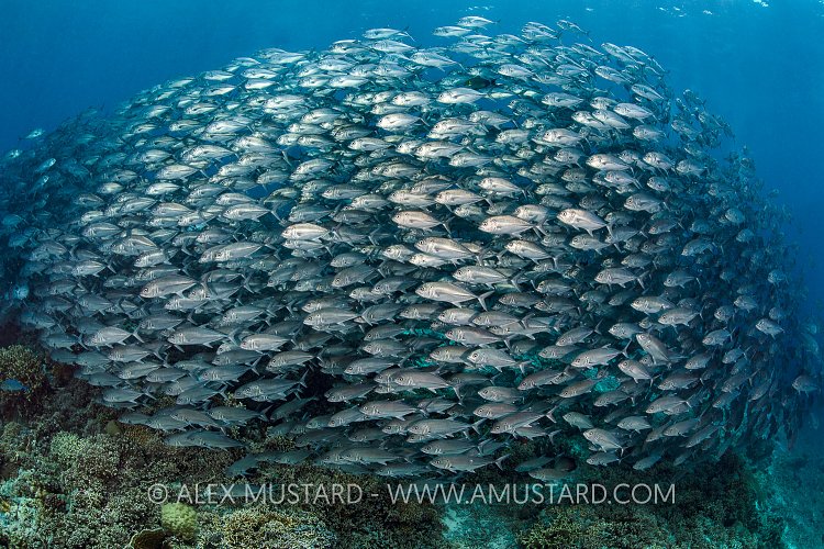 Schooling Jacks. Philippines