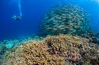 Diver Photographs Jacks. Philippines