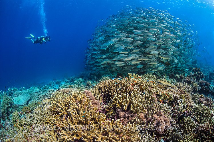 Diver Photographs Jacks. Philippines