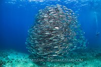 Schooling Jacks. Philippines