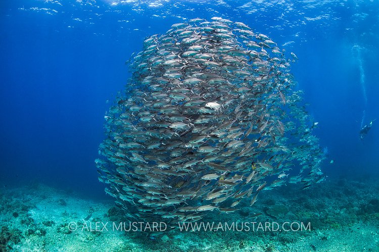 Schooling Jacks. Philippines