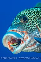 It Takes Three To Play. Philippines.