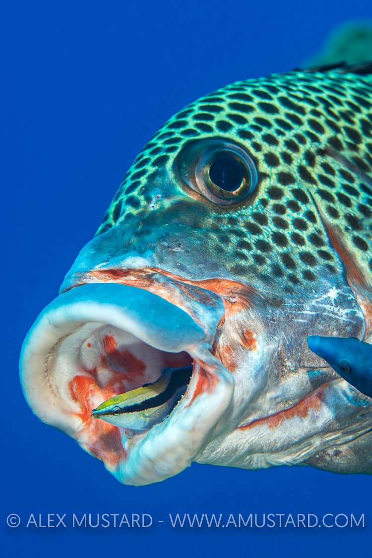 It Takes Three To Play. Philippines.