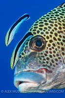 Coordinated Cleaners. Philipppines.