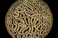 Coral Detail. Philippines.