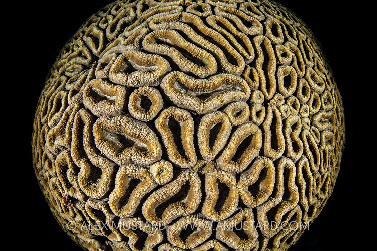 Coral Detail. Philippines.