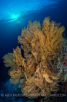 Seafan Sunset. Philippines
