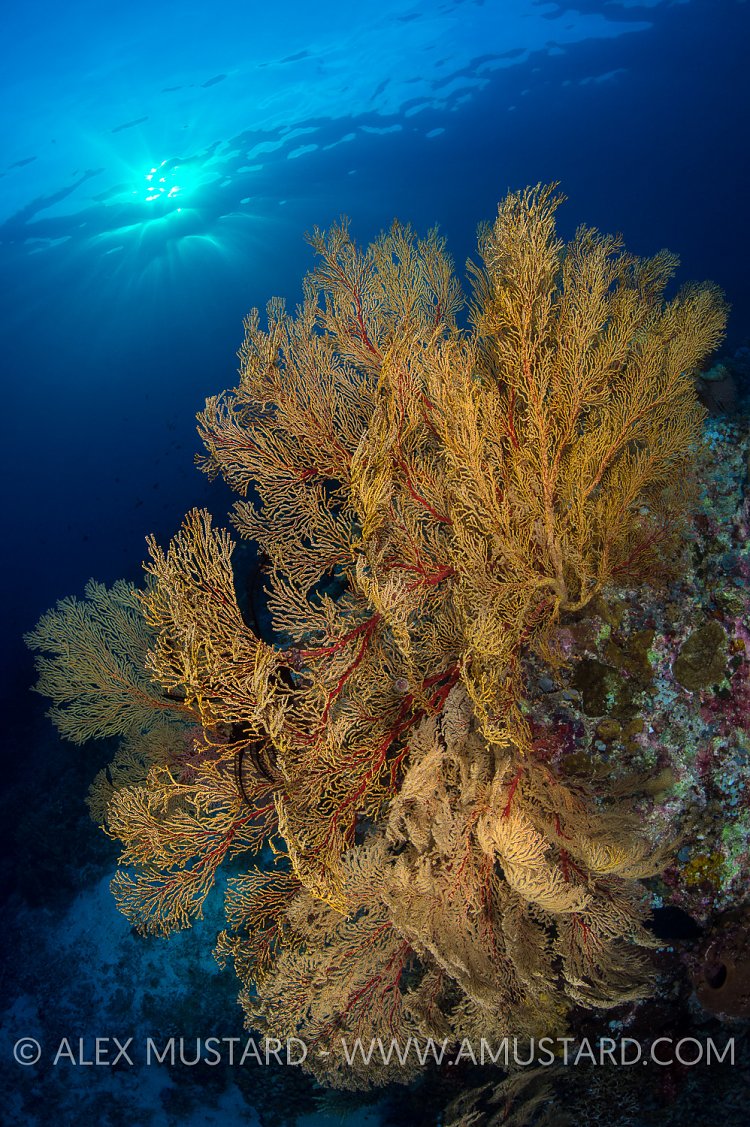 Seafan Sunset. Philippines