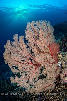Seafan At Sunset. Philippines