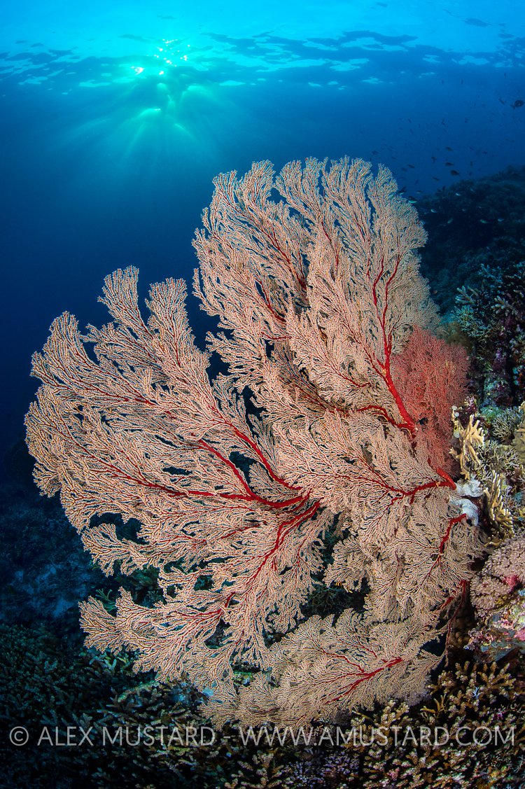 Seafan At Sunset. Philippines