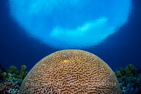 Hard Coral. Philippines