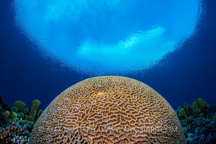 Hard Coral. Philippines