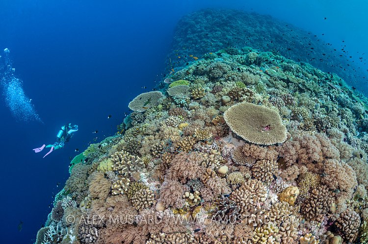 Coral Reef Drop Off. Philippines