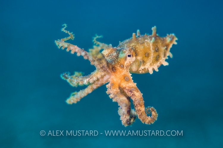 Blue Ring Bokeh. Philippines