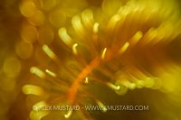 Crinoid Detail. Philippines.